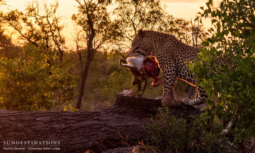 Mighty Mxabene carries his kill into the setting sun