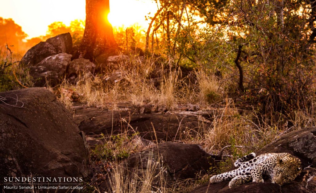 Kigelia basks in the last light of the day