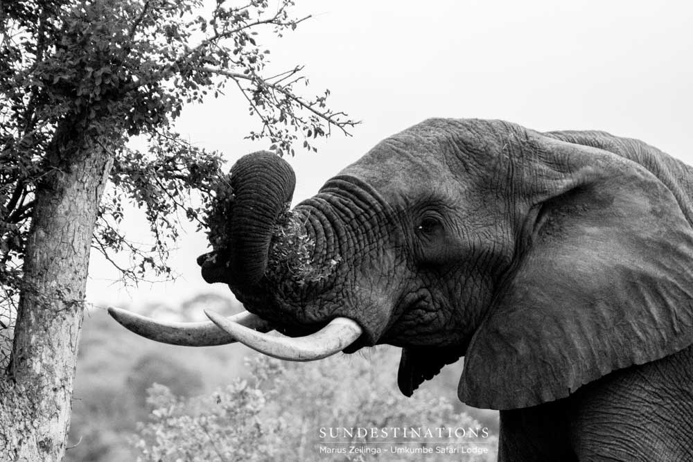Beautiful ivory illuminated in this black and white image of an elephant carefully plucking the leaves from a tree