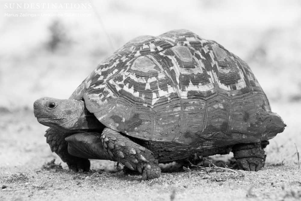 A leopard tortoise dons a muddy skirt after a puddle-crossing
