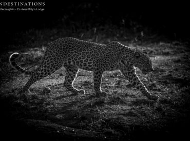 Northern Botswana has received its first big rains, which were dealt generously over the Kwatale Conservancy where Tuskers Bush Camp is located. Cracked pans bore old hoof imprints, which had hardened and become fossilised. Giant indentations in old mud wallows lay frozen in time, revealing the footprints of the last elephant to have enjoyed its […]