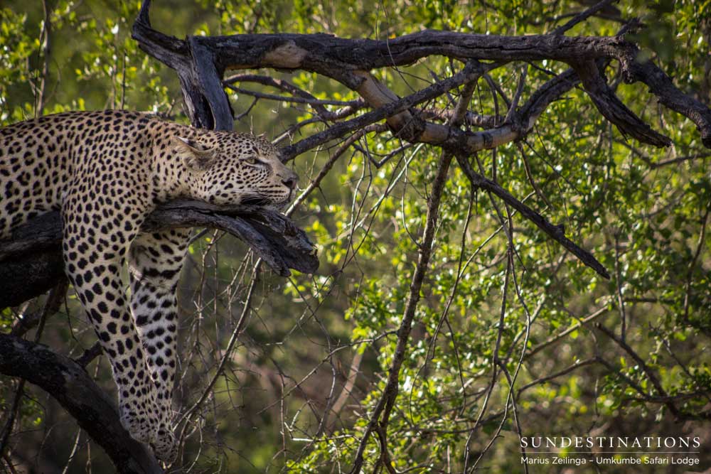 Sheer comfort found on a perfectly positioned branch gives this young male leopard the ideal spot for an afternoon siesta