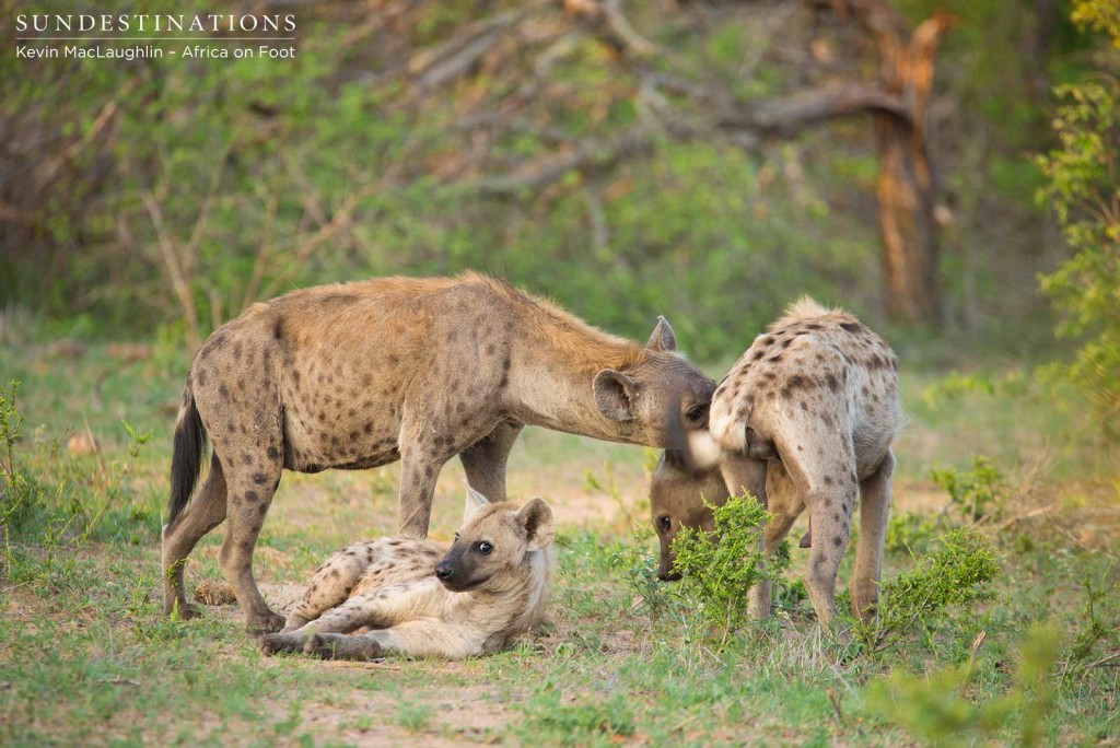 The greeting ceremony commences at a hyena gathering