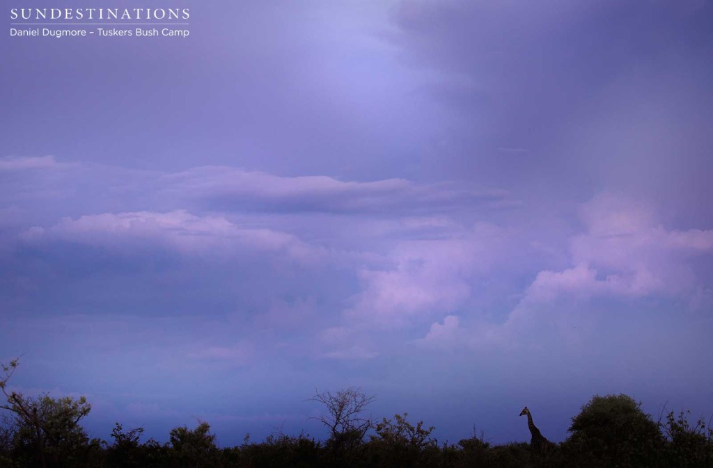 A giraffe silhouette stands out on a cloudy horizon