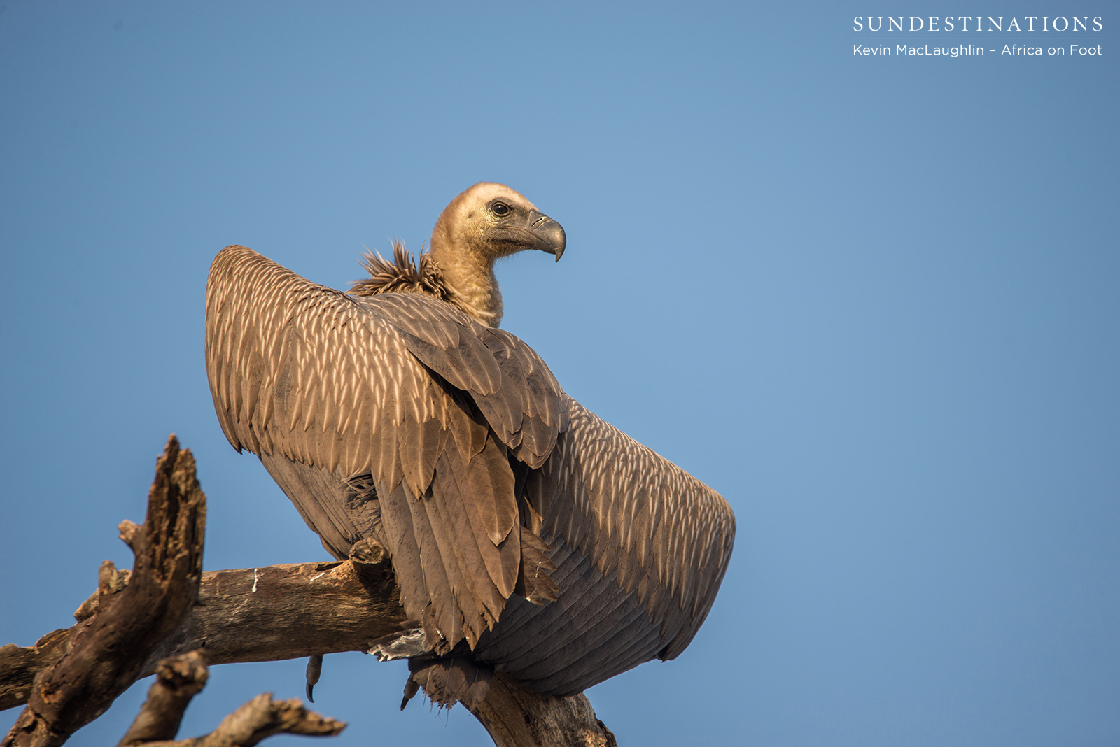 White-backed Vulture Africa on Foot