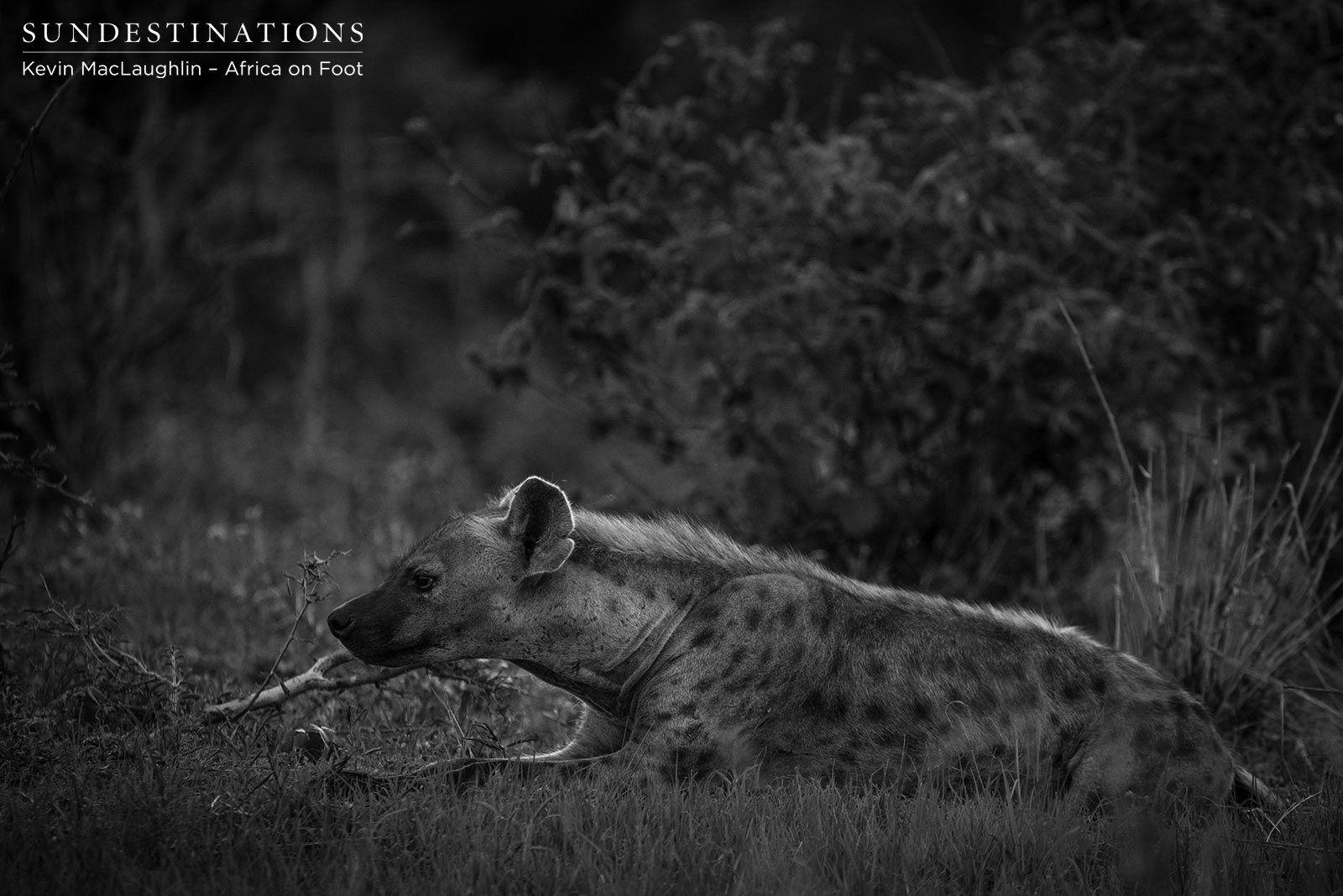 Africa on Foot Hyena