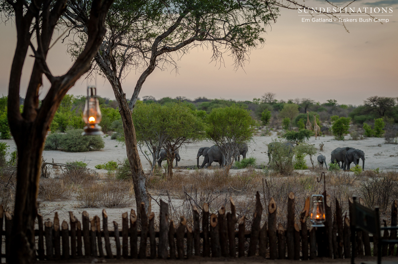 Tuskers Bush Camp Elephants