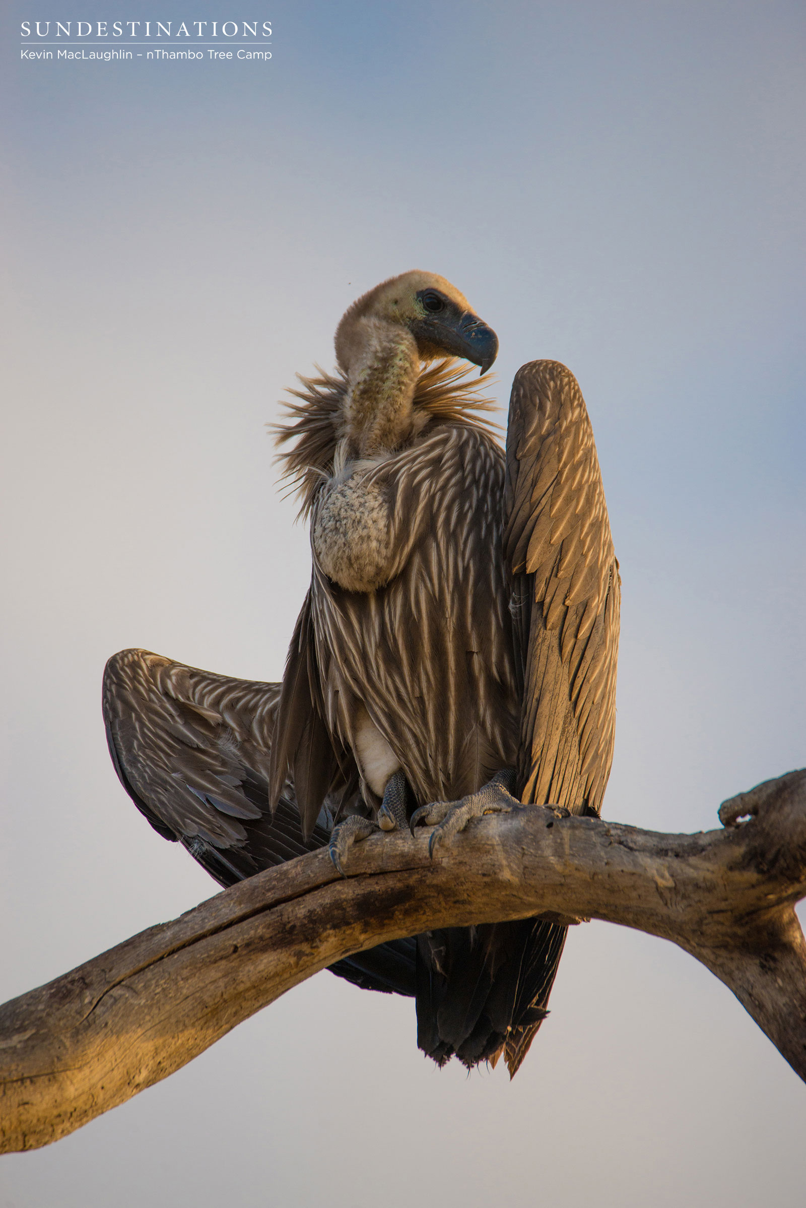 White-backed Vulture nThambo