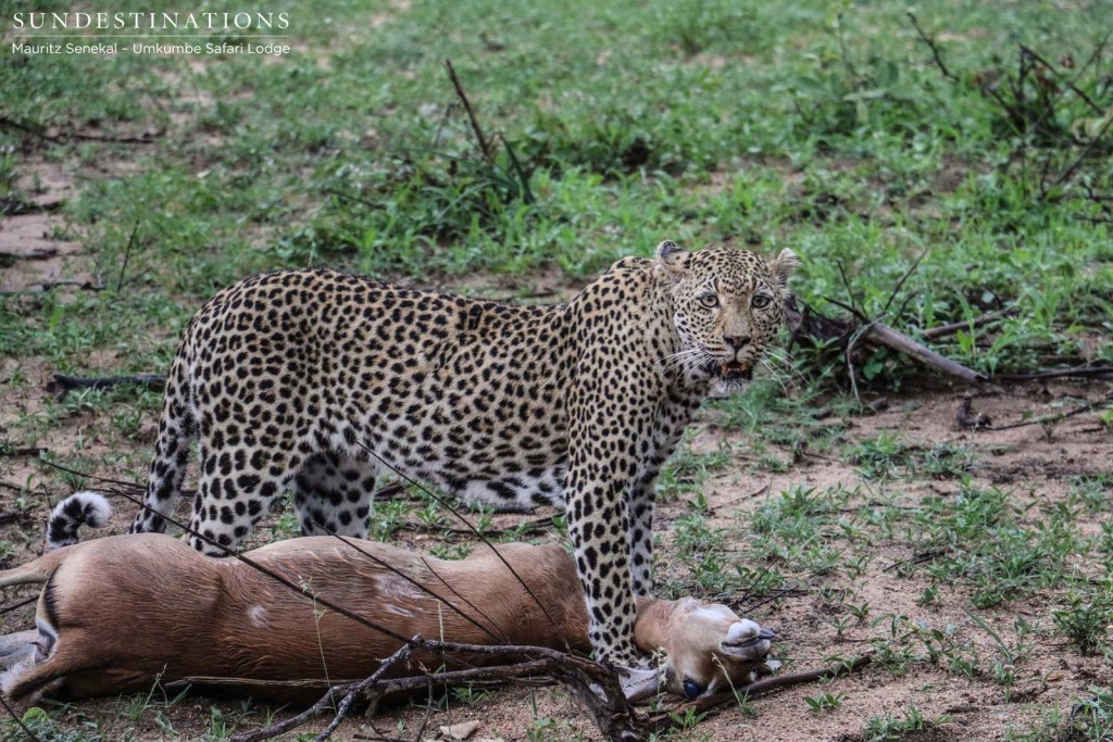 White Dam pauses to catch her breath and acknowledges her audience as she drags her prize to an appropriate tree