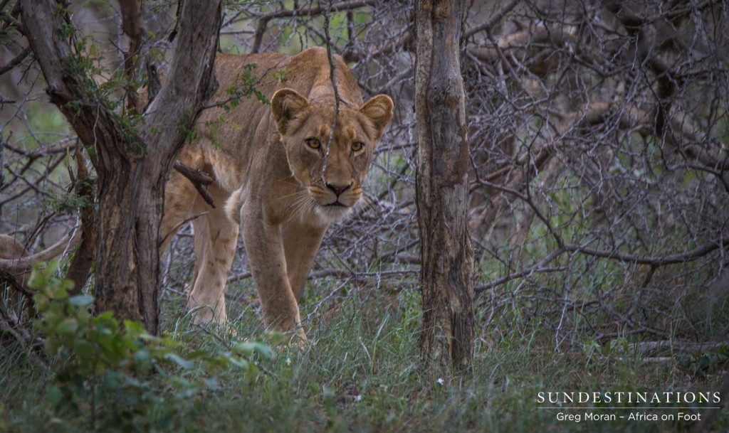 4 New lions turn up in the Klaserie