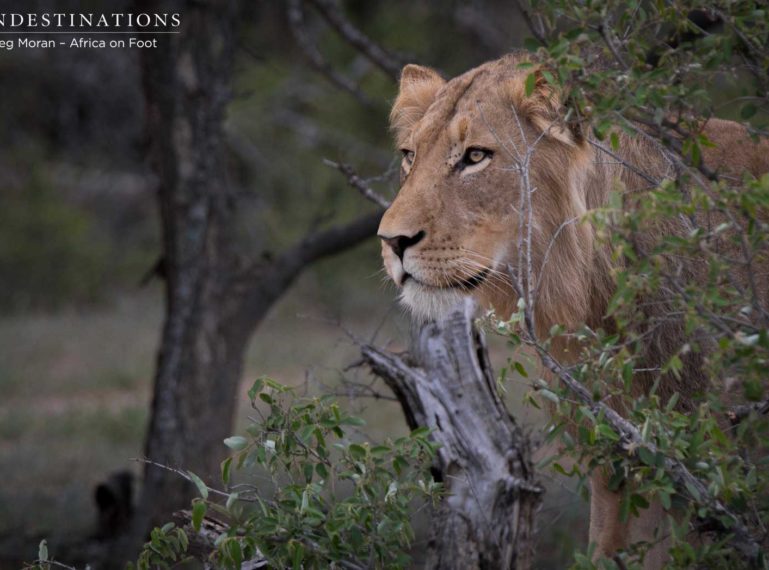 PHOTOS: 4 New Lions Spotted in the Klaserie!