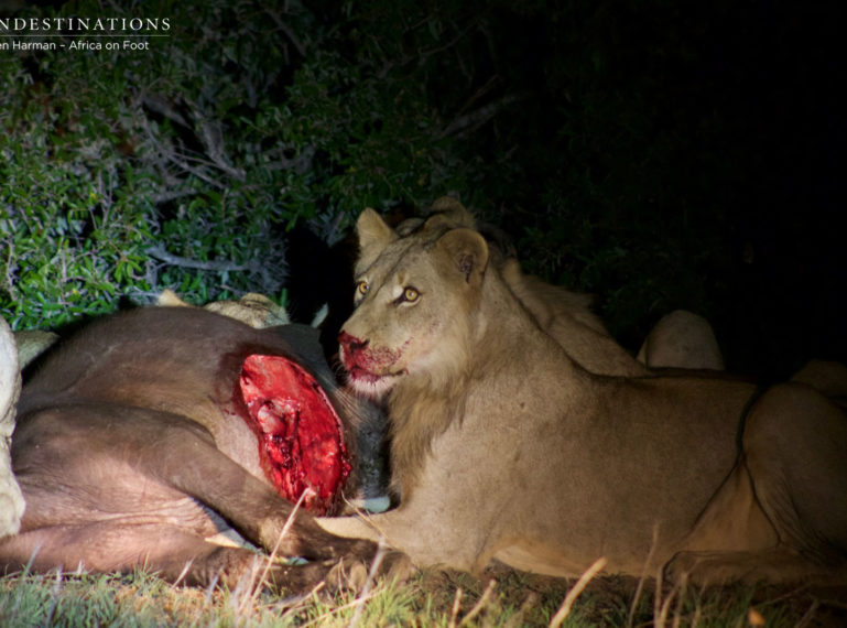 Hercules Pride Kill Buffalo Outside Ranger’s Block