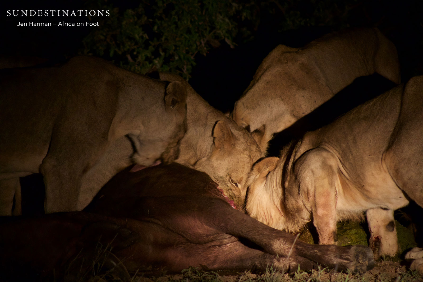 Feeding Frenzy with Lions