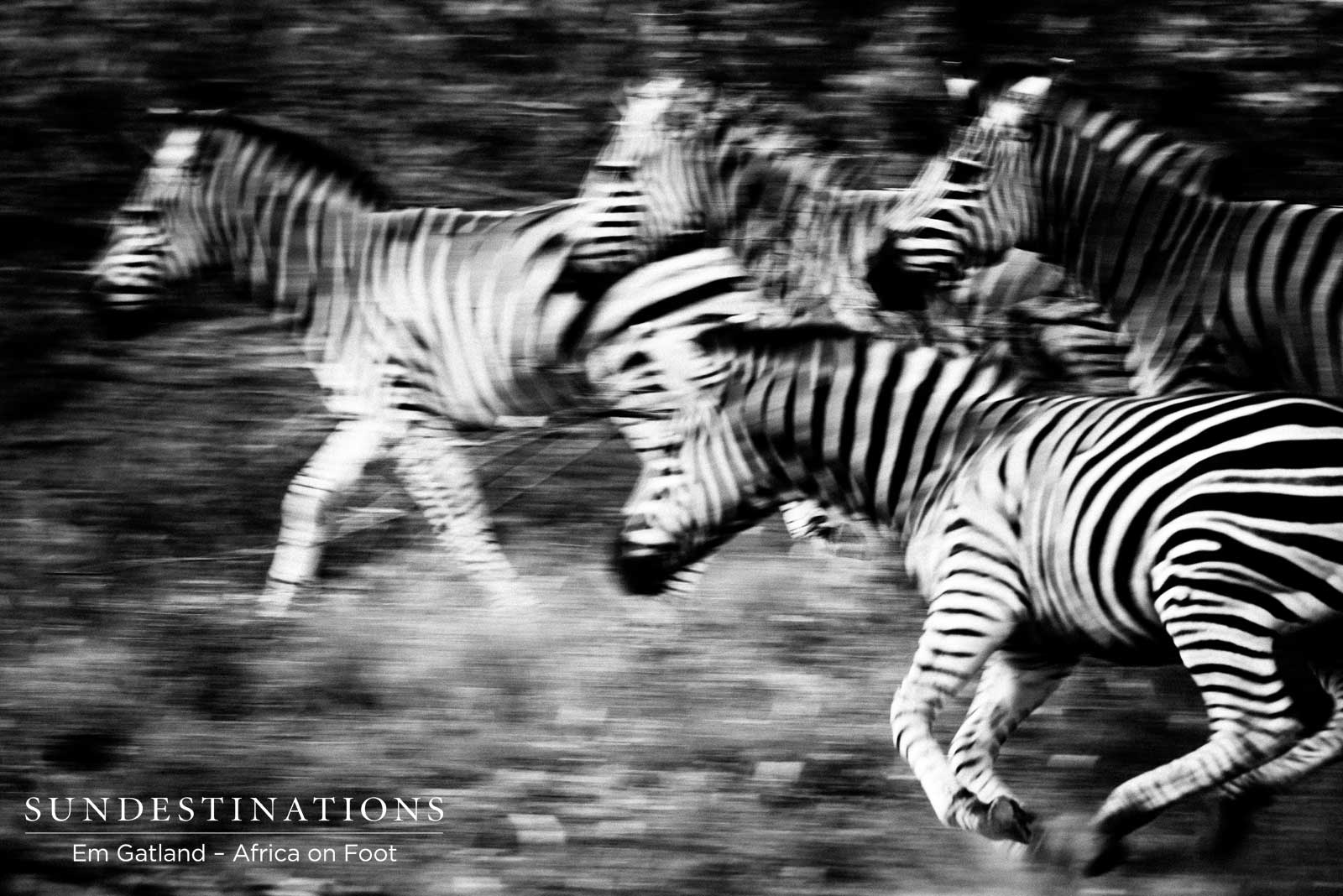 Zebra Movement Africa on Foot