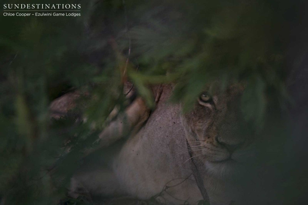 A lioness from the Mohlabetsi Pride looks at us skeptically from the shade of a weeping wattle