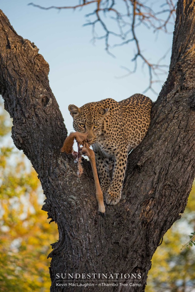 Determining her next move from the fork of a tree