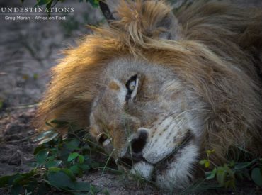 Duma was a force to be reckoned with in the Balule Nature Reserve and patrolled his turf with determination. With his golden locks and respectable swag, he was considered by many to be the king of the central and southern parts of Balule. Easily identifiable by his trademark mohawk, he became a much loved sighting […]