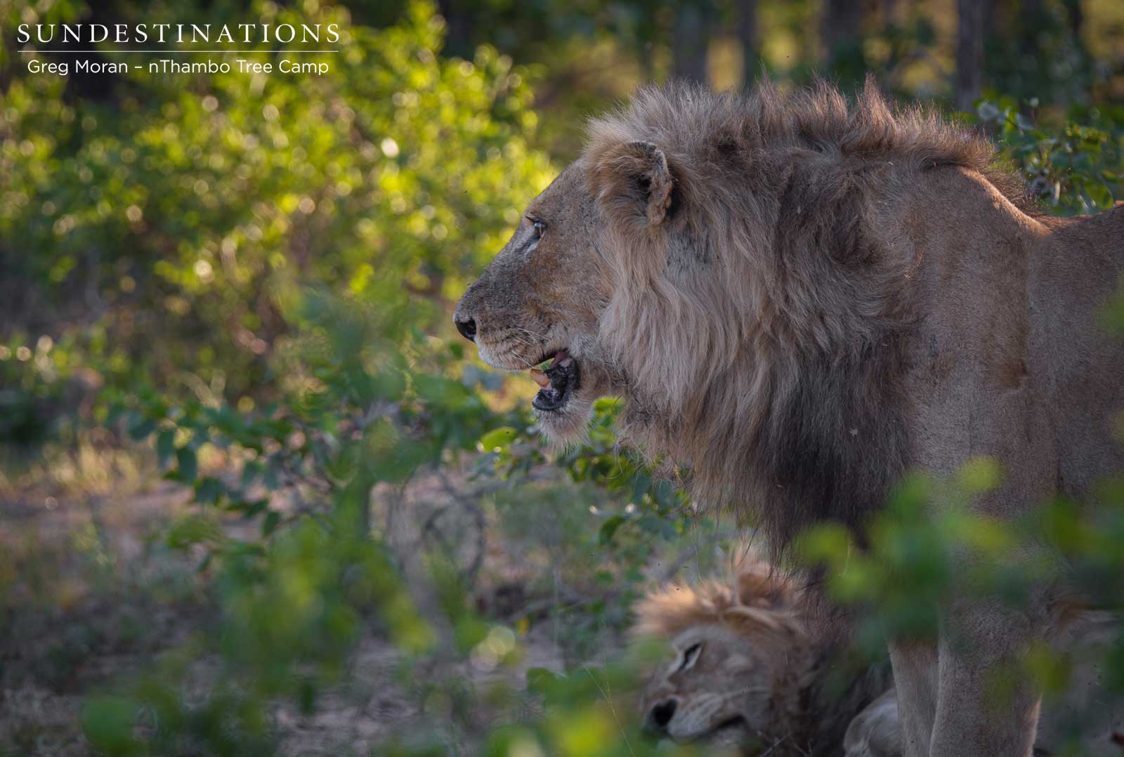 Mabande Lion nThambo