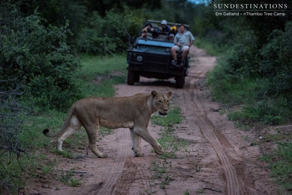 4 New lions turn up in the Klaserie