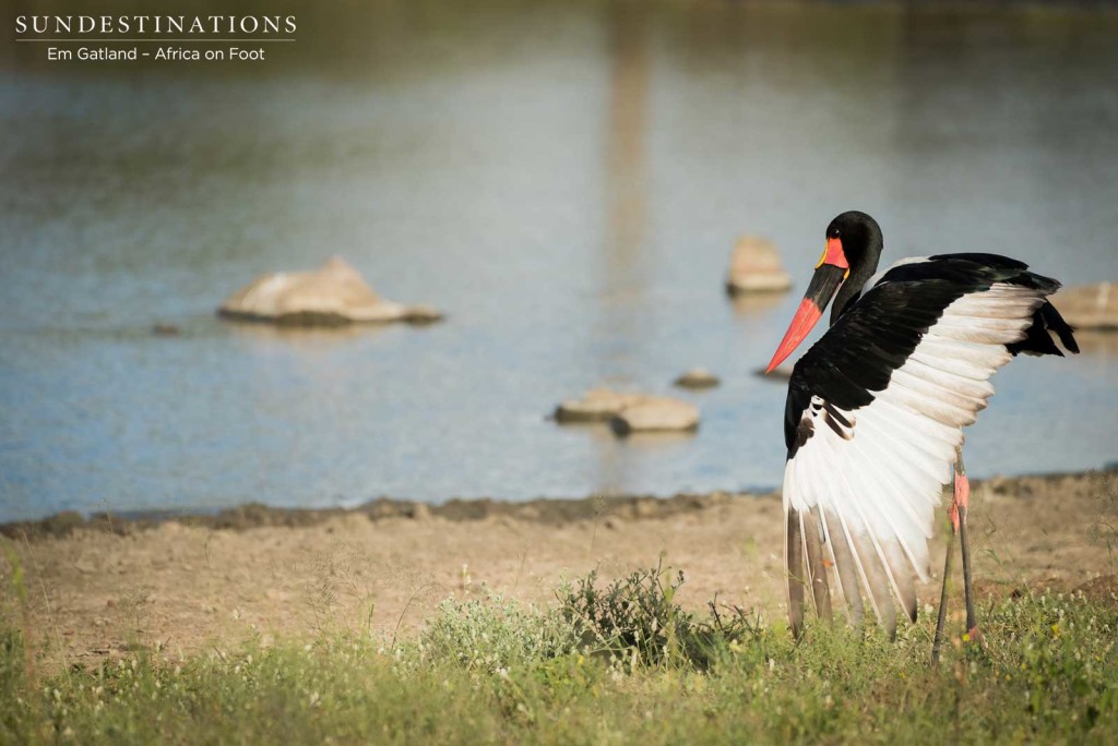 A elegant stretch of the wing by a saddle-billed stork at the water's edge