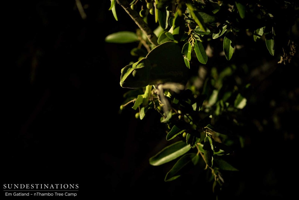 You've got to look twice to see the backlit silhouette of this flap neck chameleon, camouflaged by the leaves of the tree