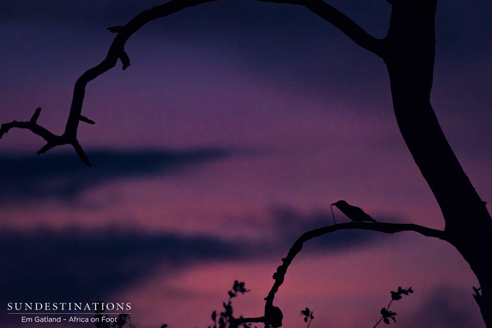 A spectacular watercolour sunset, decorated by a silhouetted roller devouring dinner