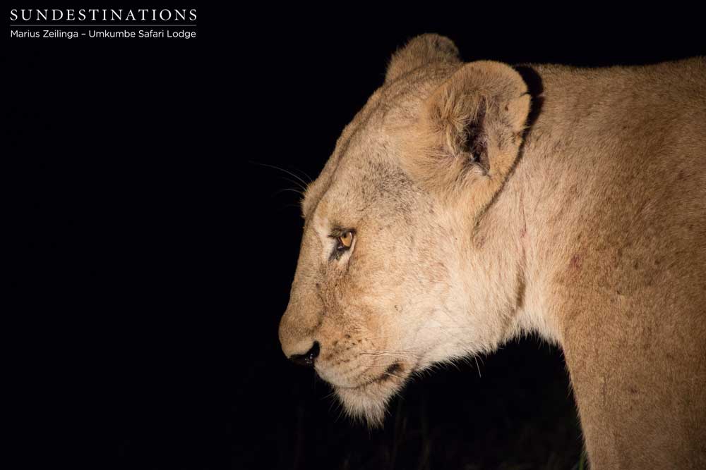 A Sparta Pride lioness stalks passed our vehicle in the darkness