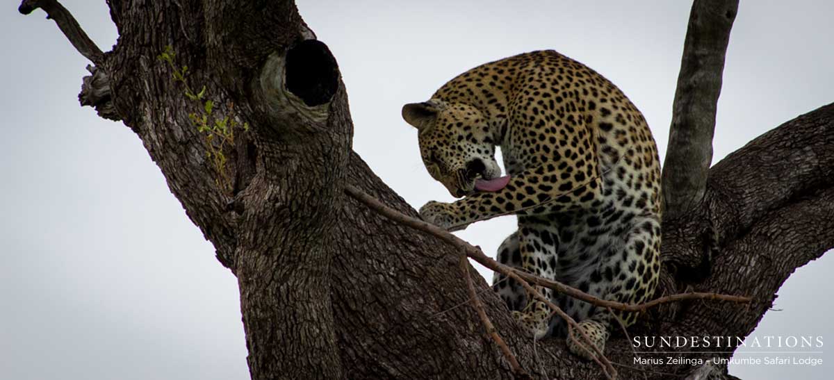 Kigelia Leopardess in Tree