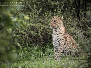 A few months ago we introduced you to the leopards of Tuskers Bush Camp. With much excitement, we revealed images of our active cats enthralling us with their finely tuned stalking skills and ambushing techniques. Over the past few months we’ve made it a focus to place, identify and get to know the big cats […]