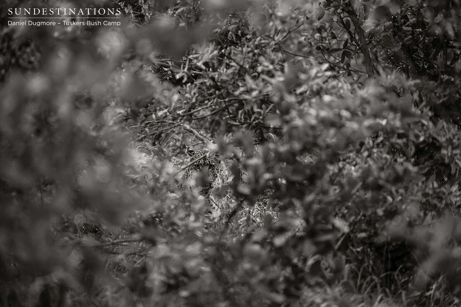 Male Leopard Tuskers Bush Camp