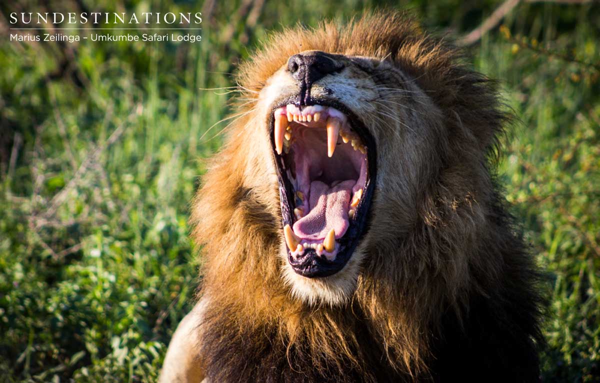 Lion Roar - Matimba