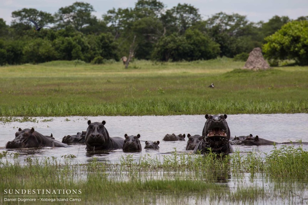 A pod hippos warns us against coming any closer... They are the rulers of the river