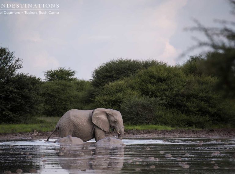 Expedition to Little Nxai Pan, East of Kwatale Conservancy