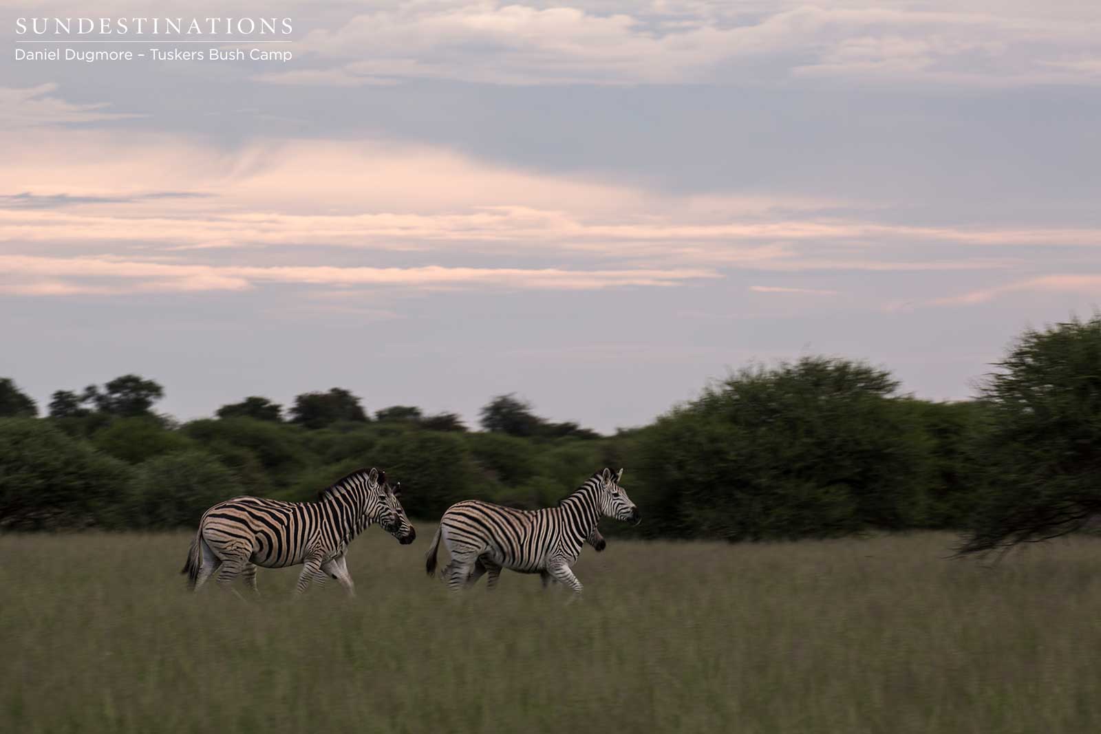 Little Nxai Pan Zebra Herd