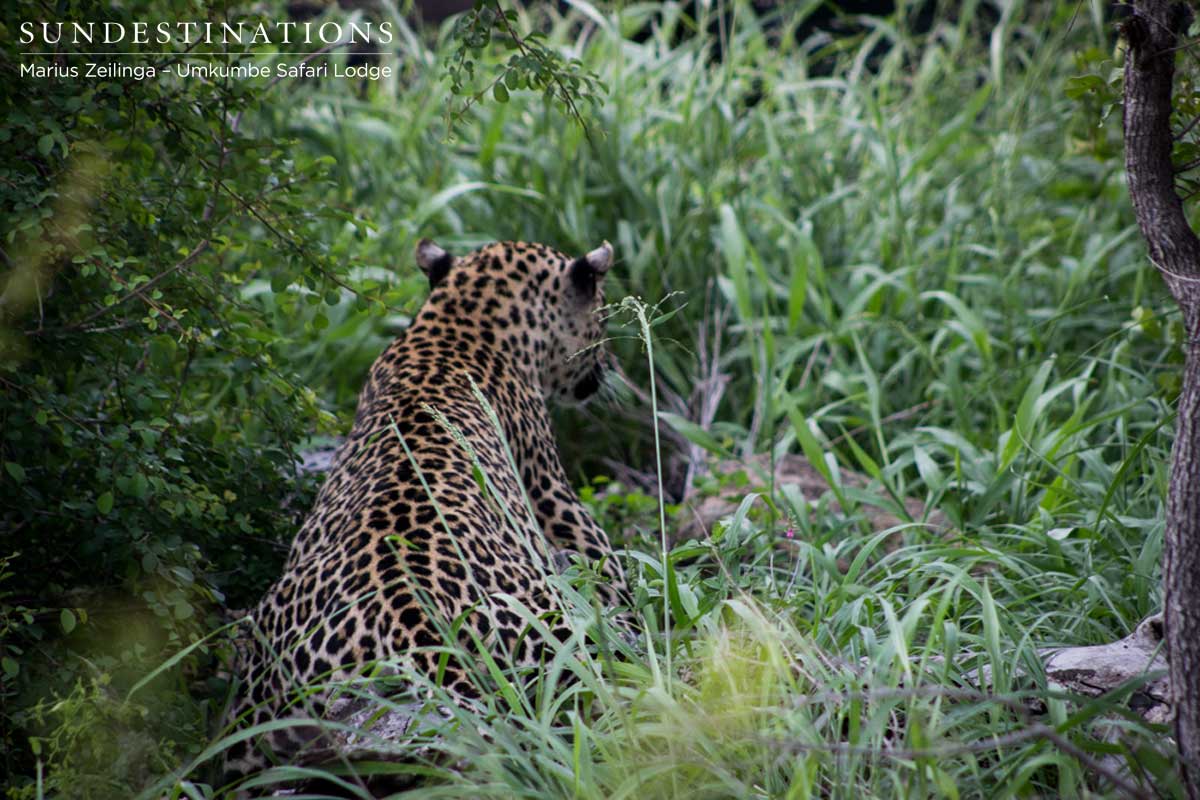Tatowa Leopardess in Grass
