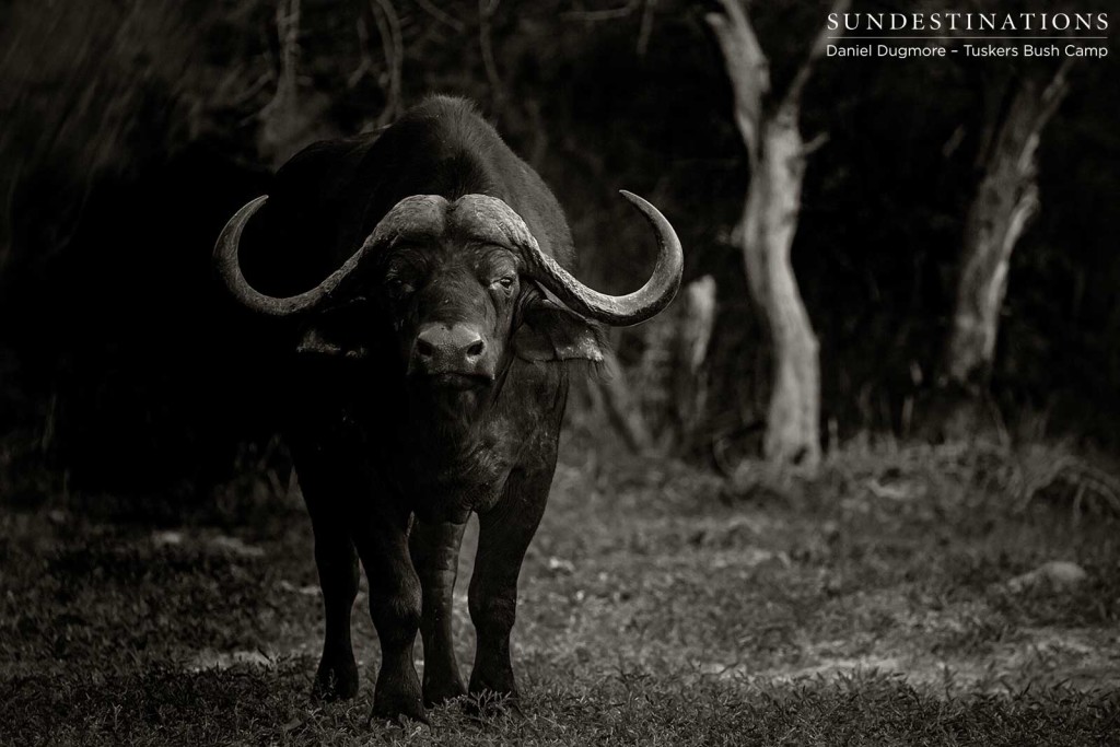 An impressive 'kwatale' giving us the death stare. It's no wonder the Tuskers Bush Camp concession is named after these powerful beasts.