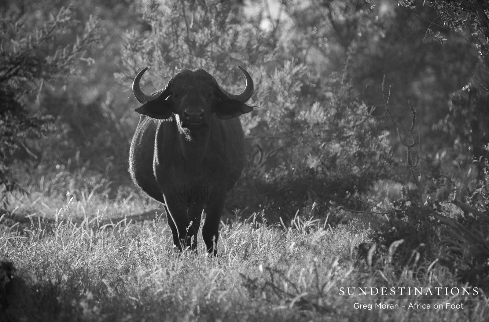 Buffalo Africa on Foot