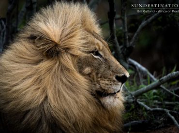 Dazzles of zebra, leaps of leopard, proud lion prides and baleful buffalo herds take centre stage in today’s week in pictures. We’ve become used to seeing our big cats stealing leading roles in the wild, but we always have time to stop and observe the smaller species that play a vital role in the success […]