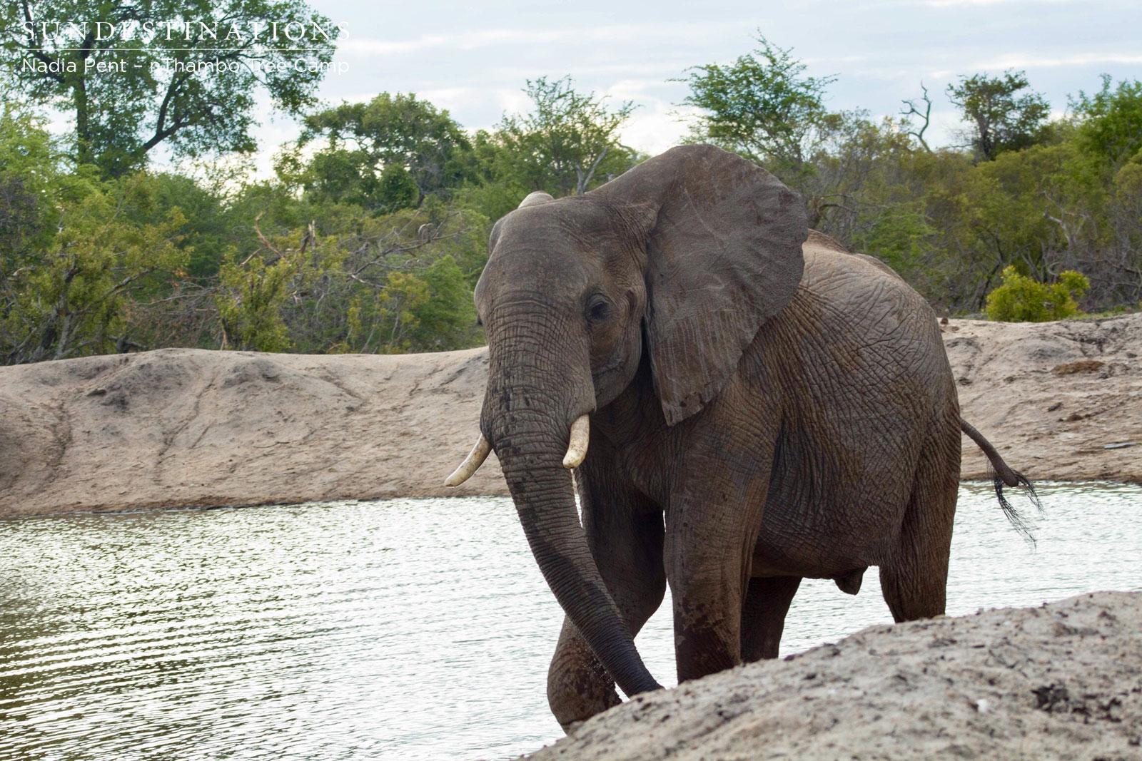 Elephant at nThambo Tree Camp