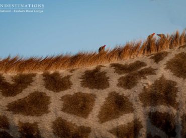 Week in Pictures is a round-up of our favourite photographic moments designed to entice you to Africa’s wildest places. This week has provided an interesting mix of big cat sightings coupled with a colourful array of birdlife and other small mammals. Highlights have included a lion kill by the aloof Hercules Pride right outside the […]