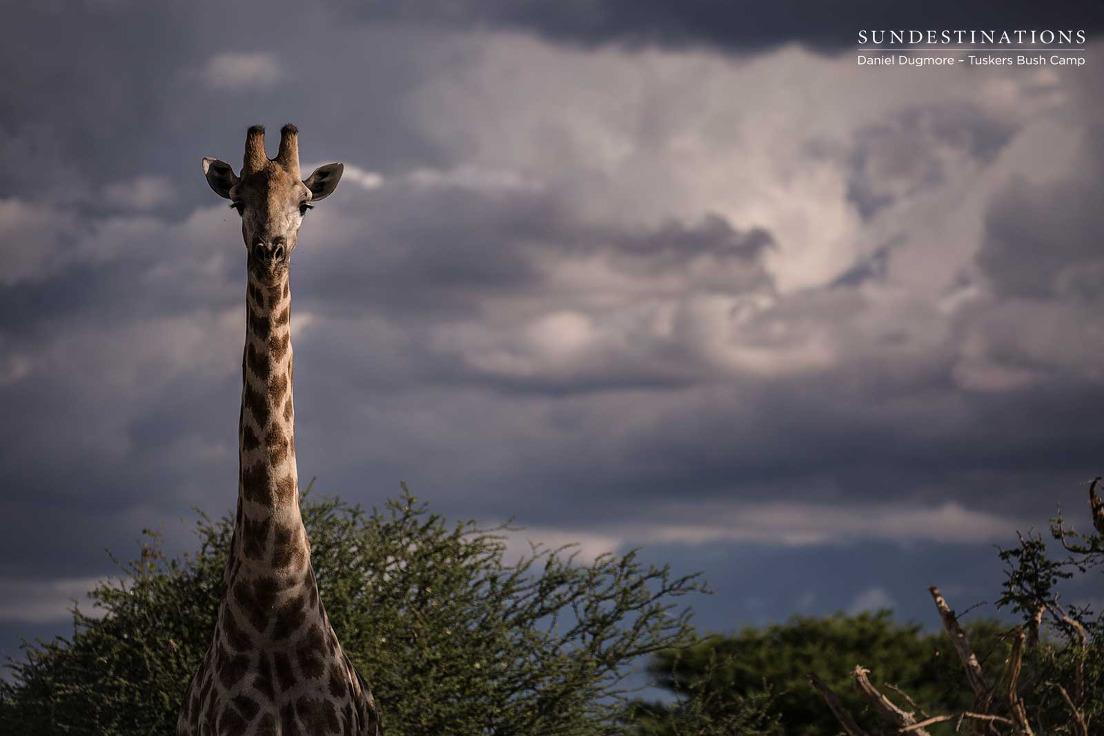 Giraffe at Tuskers