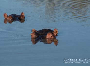 Dive bombing into 2017 like a kingfisher, owning 2017 like a burgeoning lion pride, relaxing in 2017 like a leopard during the heat of the day and slithering through troubling times in 2017 like a lethal black mamba. This is the first “week in pictures” of the year and we’re excited about the blank canvas […]