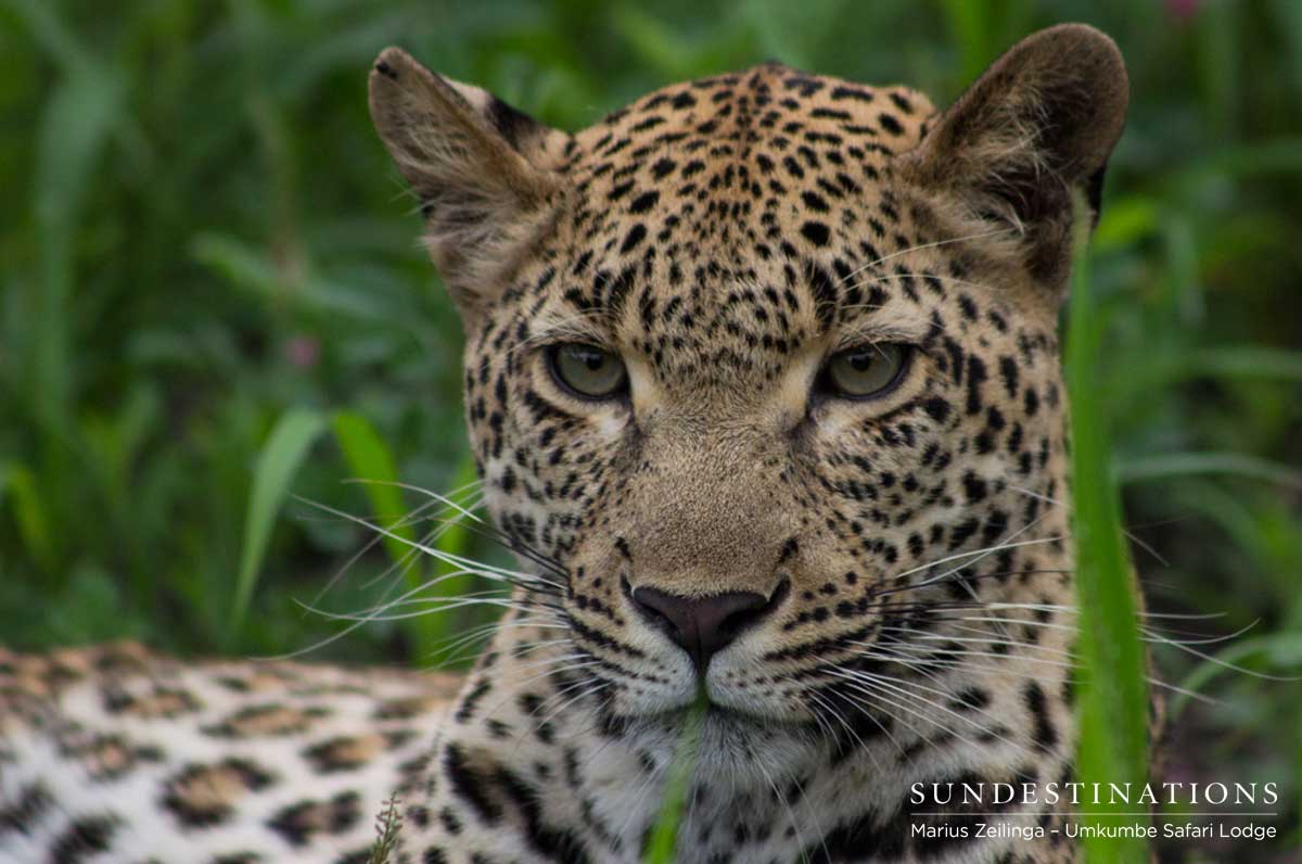 Kigelia the Leopard