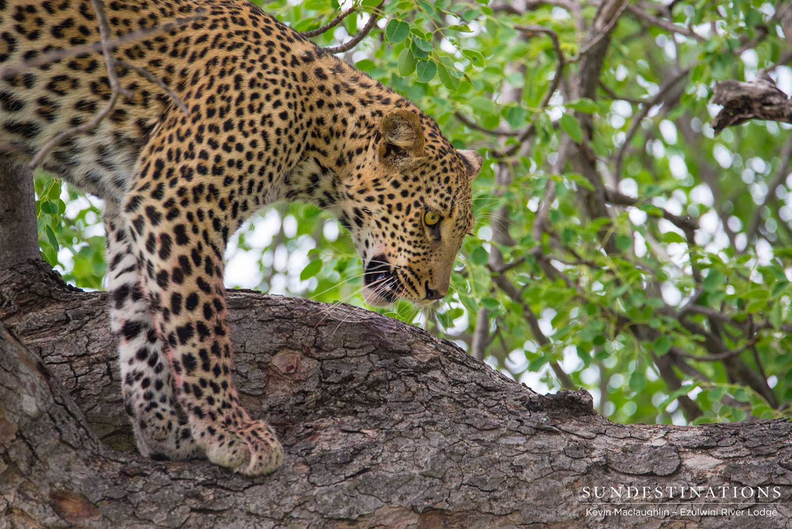 Unknown Leopard Ezulwini