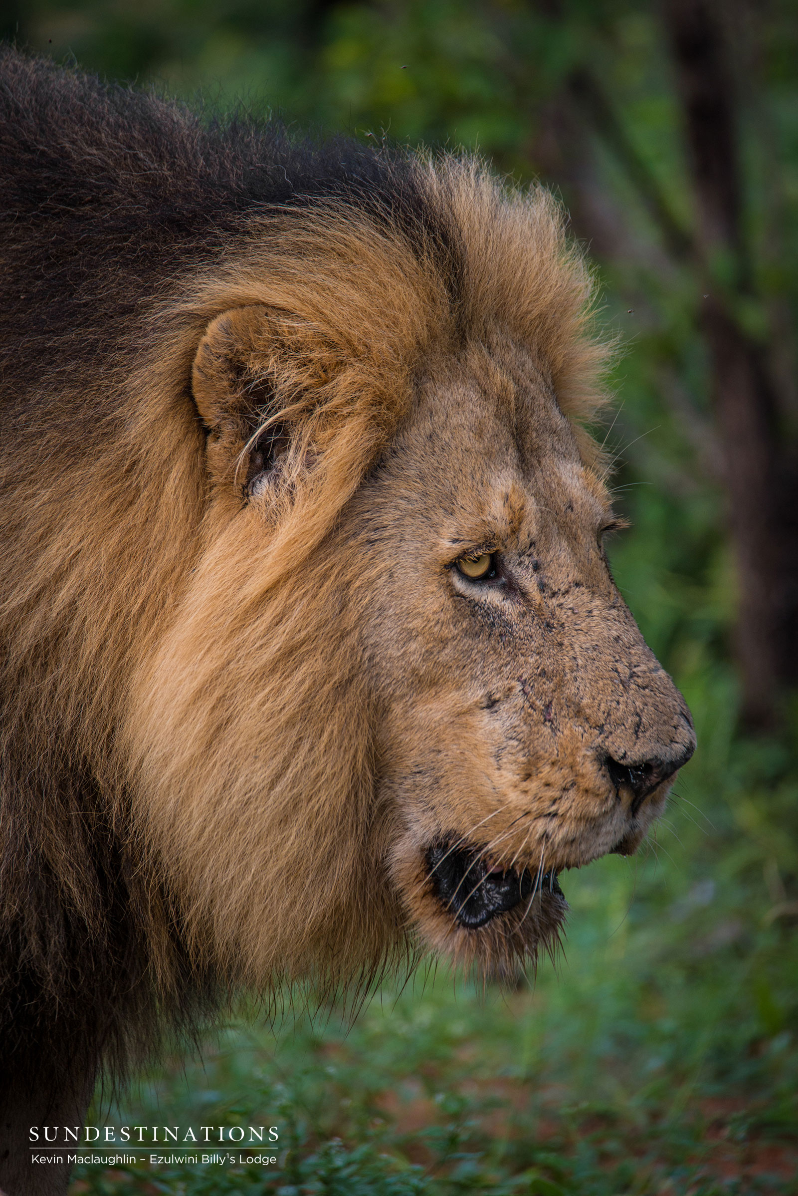Mohlabetsi Male Lion