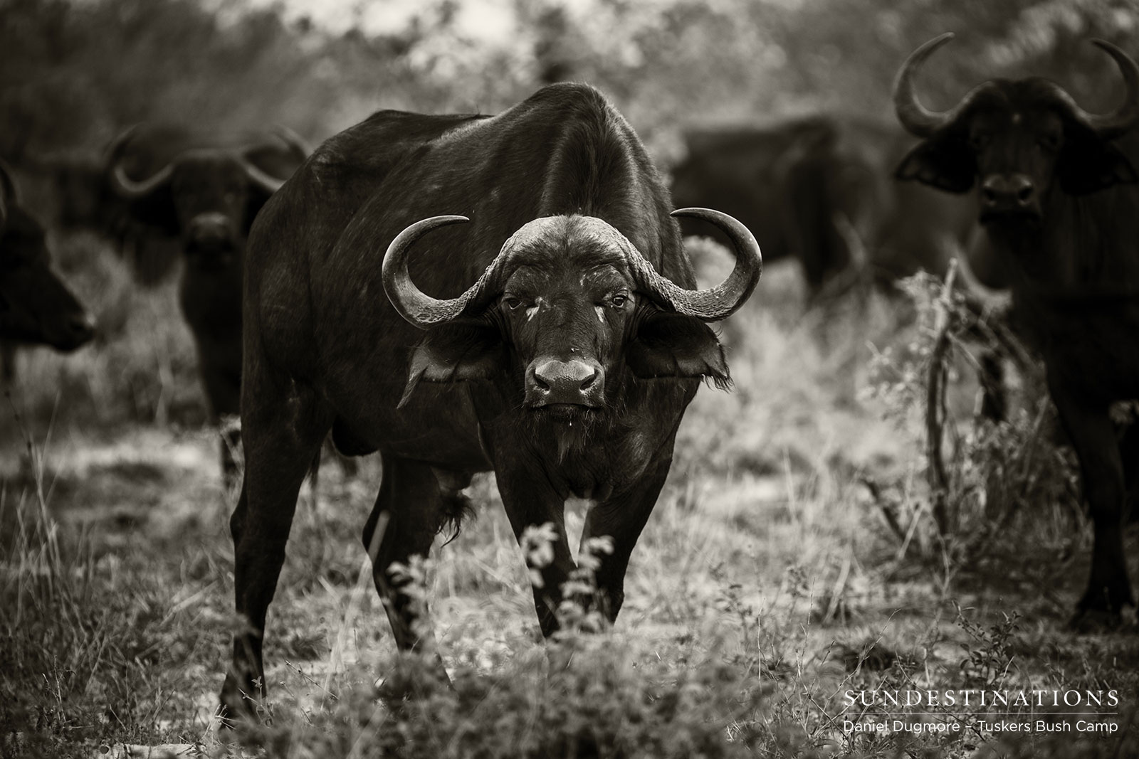 Buffalo at Tuskers Bush Camp