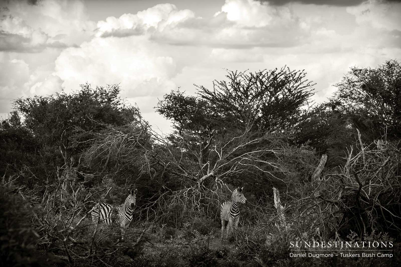 Zebra Tuskers Bush Camp