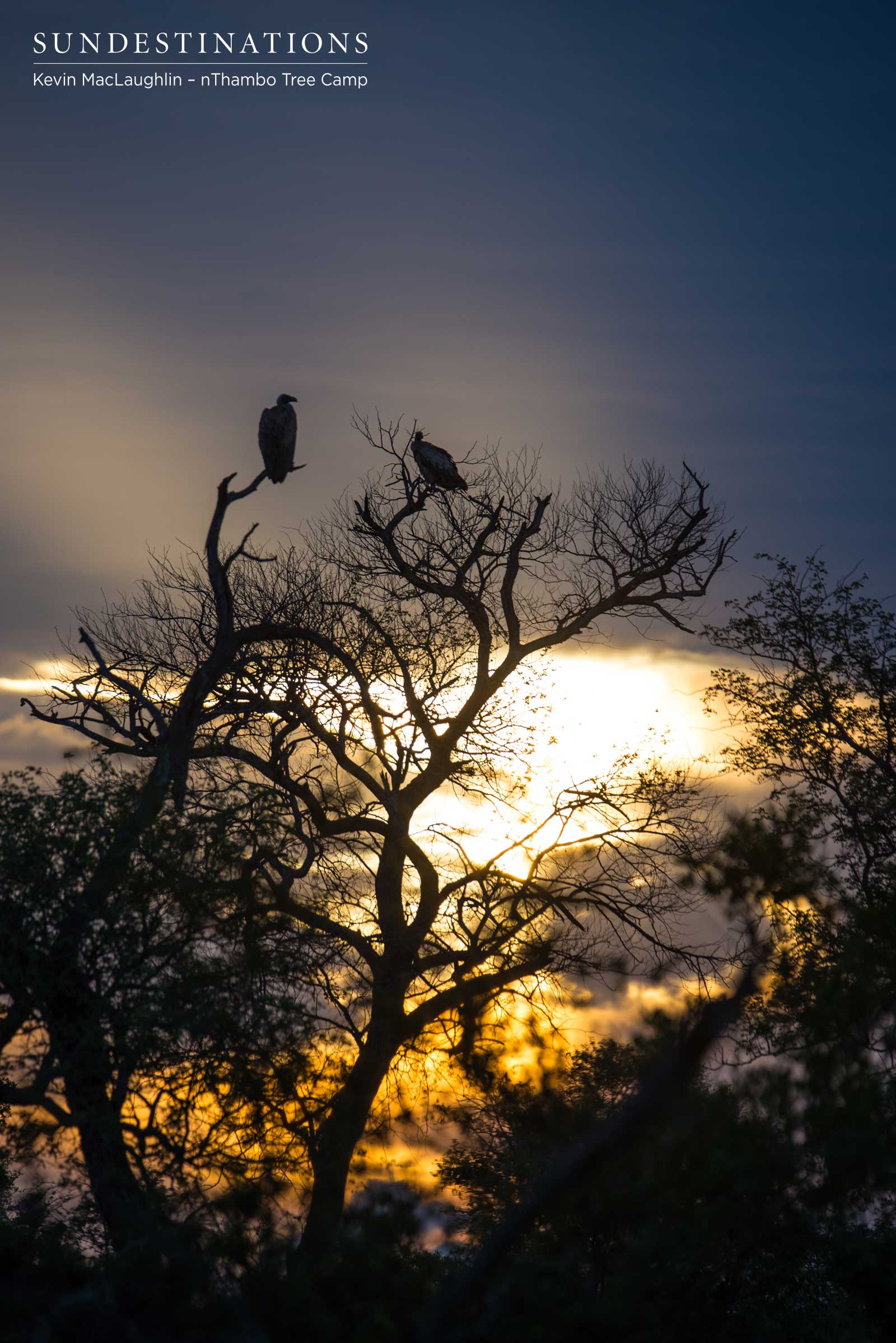 Vultures nThambo