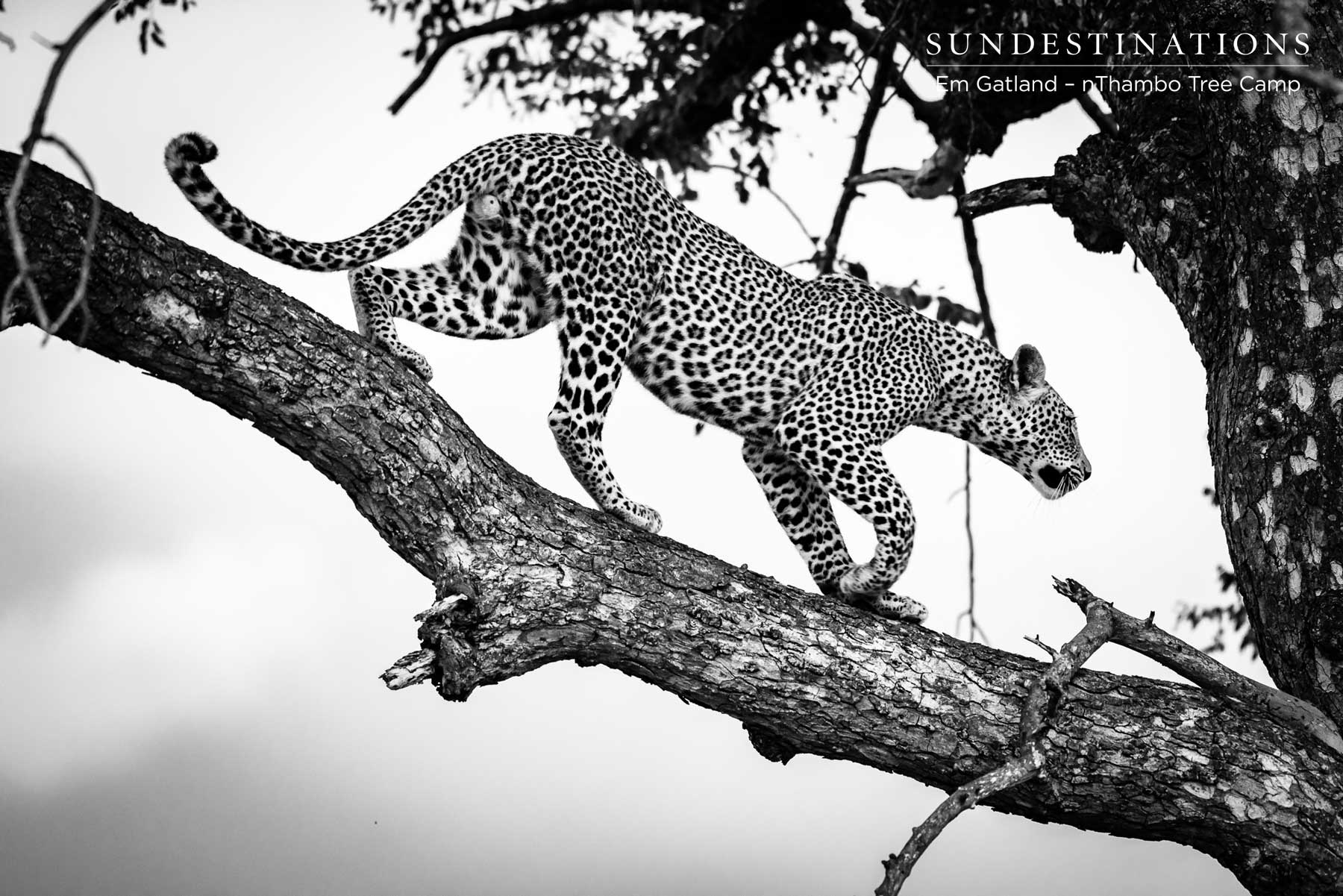 Bundu Male Leopard Cub