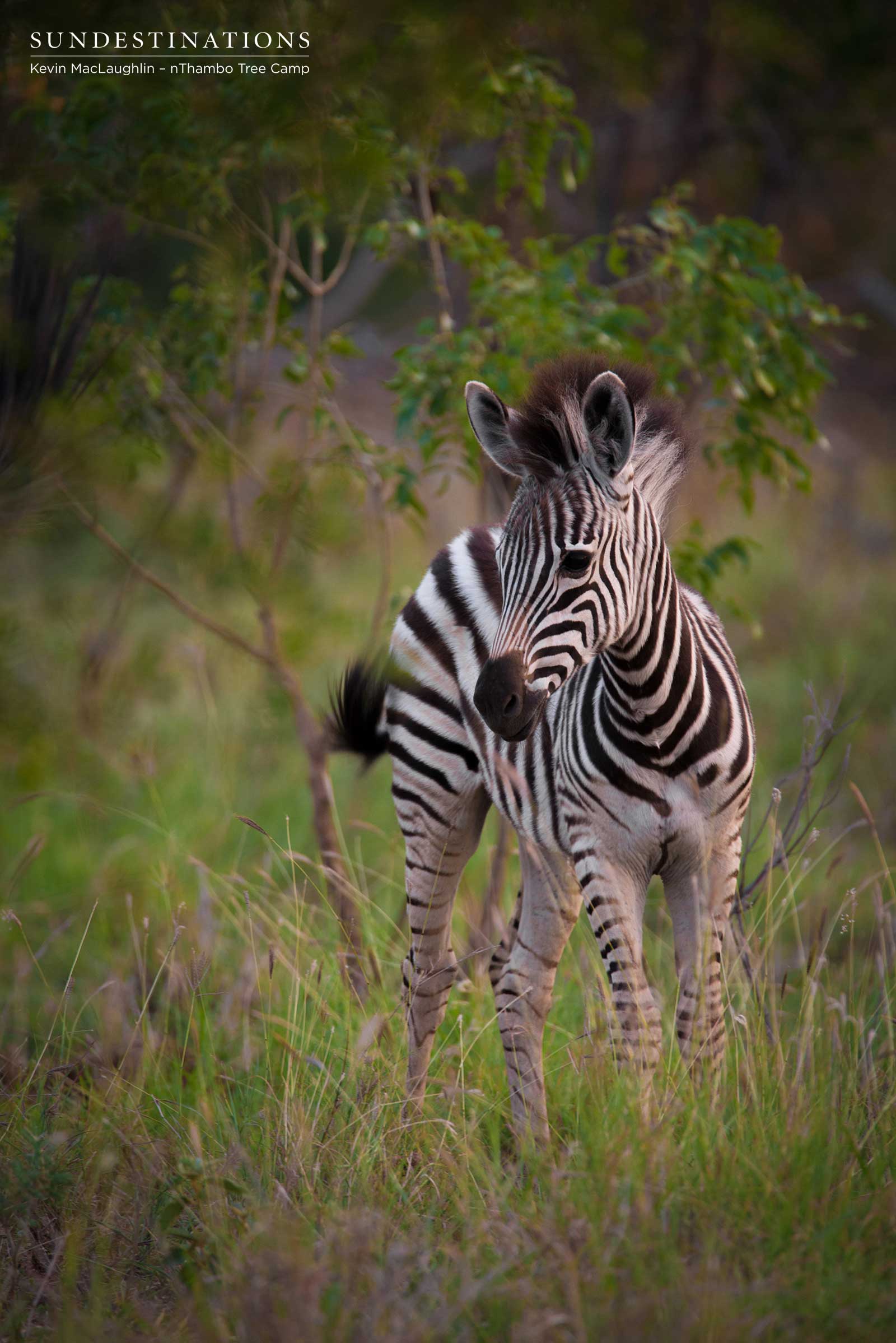 Zebra Foal nThambo